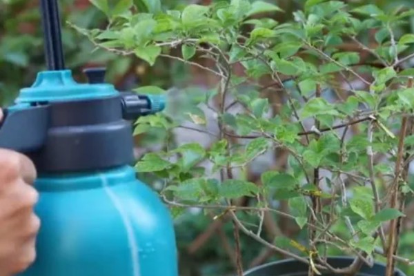 植物生病了如何处理，判断清楚病种再对症治疗
