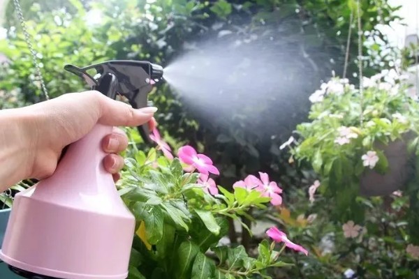 植物生病了如何处理，判断清楚病种再对症治疗