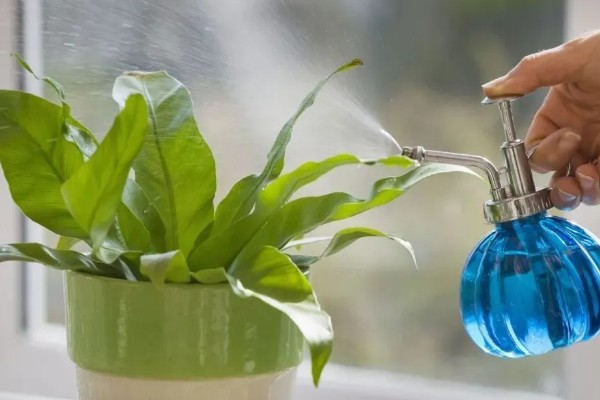 植物生病了如何处理，判断清楚病种再对症治疗