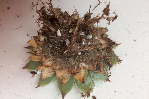 植物生病了如何处理，判断清楚病种再对症治疗