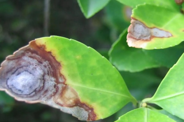 植物生病了如何处理，判断清楚病种再对症治疗