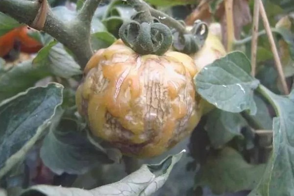 植物生病了如何处理，判断清楚病种再对症治疗