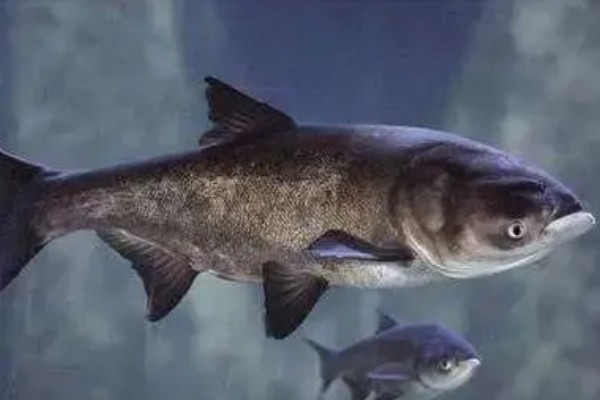 花鲢的食物有哪些，主食浮游生物