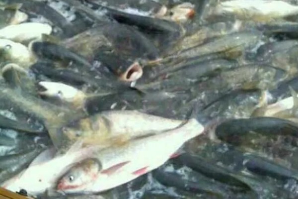 花鲢的食物有哪些，主食浮游生物