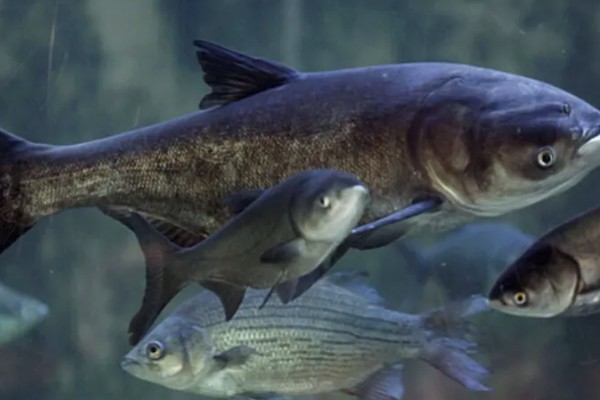 花鲢的食物有哪些，主食浮游生物