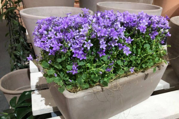 丹麦风铃花怎么养殖，夏季每隔2-3天浇一次水