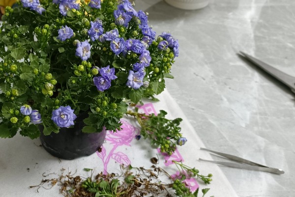 丹麦风铃花怎么养殖，夏季每隔2-3天浇一次水