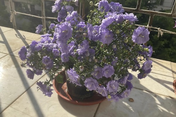 丹麦风铃花怎么养殖，夏季每隔2-3天浇一次水