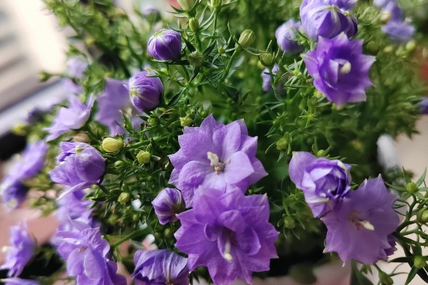 丹麦风铃花怎么养殖，夏季每隔2-3天浇一次水