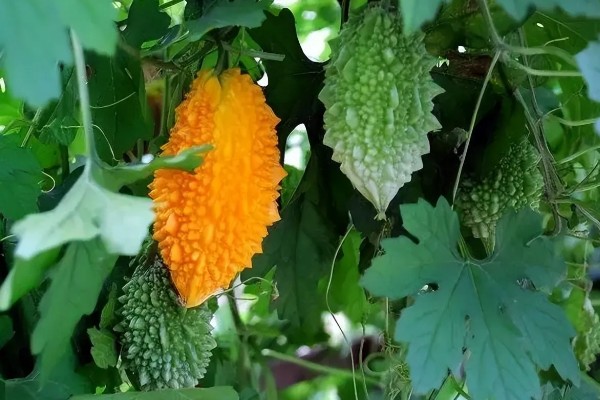 癞葡萄的市场价格，价格大约在8-10元/斤左右