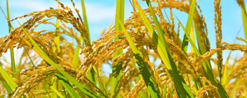 水稻稻粒的生长阶段,分为乳熟期、蜡熟期、完熟期、枯熟期