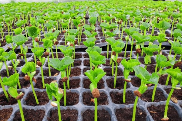 癞葡萄的市场价格，价格大约在8-10元/斤左右