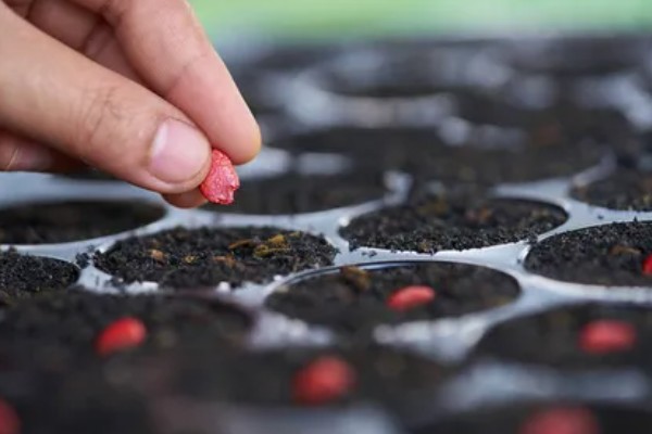 癞葡萄的市场价格，价格大约在8-10元/斤左右