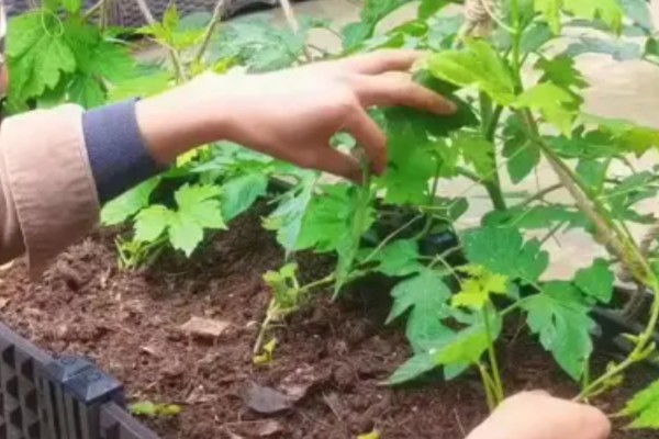 癞葡萄的市场价格，价格大约在8-10元/斤左右