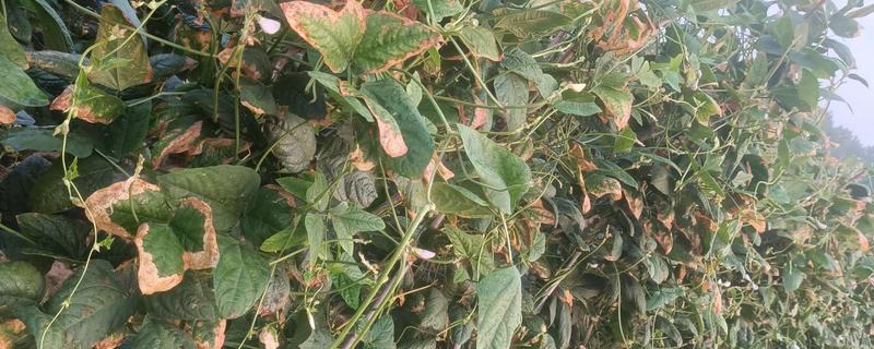 豆角卷叶干枯的原因，主要是缺光、发生病虫害等因素所致