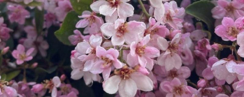 花的结构，由花梗、花托、花萼等组成