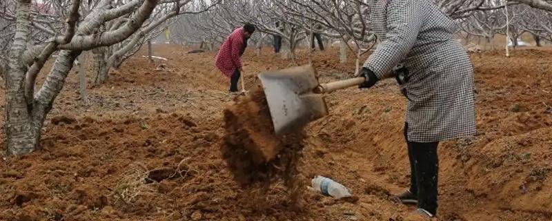 化肥与农家肥搭配使用要注意什么，农家肥应在播种前施入