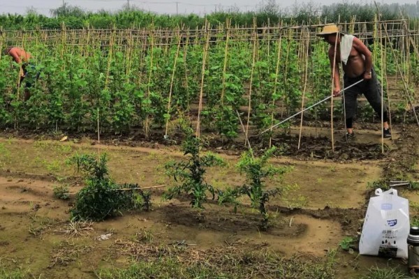 豆角钻心虫怎么防治，冬春季节适当浇水可以冻死幼虫