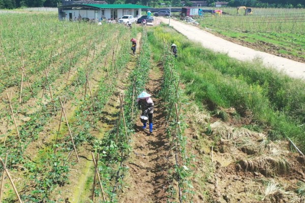 豆角钻心虫怎么防治，冬春季节适当浇水可以冻死幼虫