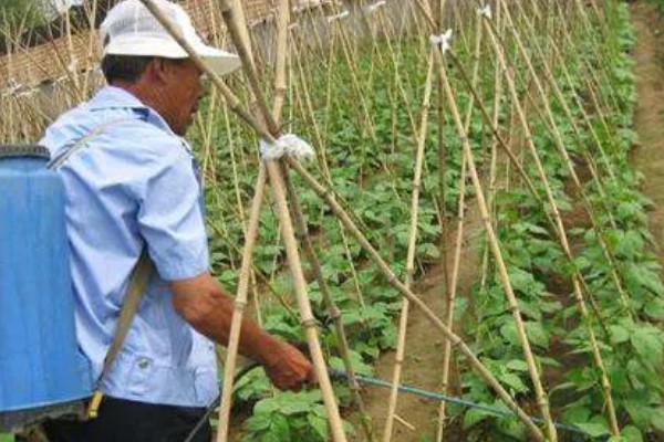 豆角钻心虫怎么防治，冬春季节适当浇水可以冻死幼虫