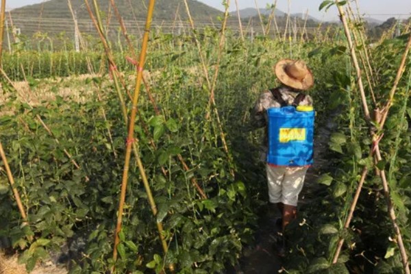 豆角钻心虫怎么防治，冬春季节适当浇水可以冻死幼虫