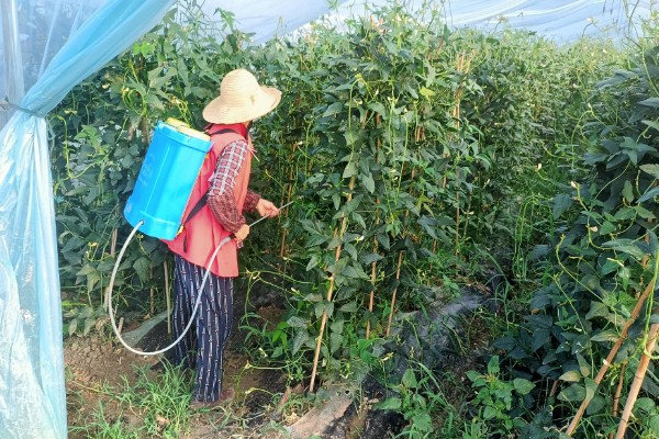豆角钻心虫怎么防治，冬春季节适当浇水可以冻死幼虫