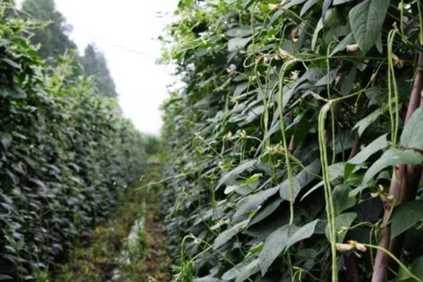 豆角钻心虫怎么防治，冬春季节适当浇水可以冻死幼虫