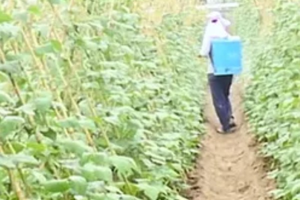 豆角钻心虫怎么防治，冬春季节适当浇水可以冻死幼虫