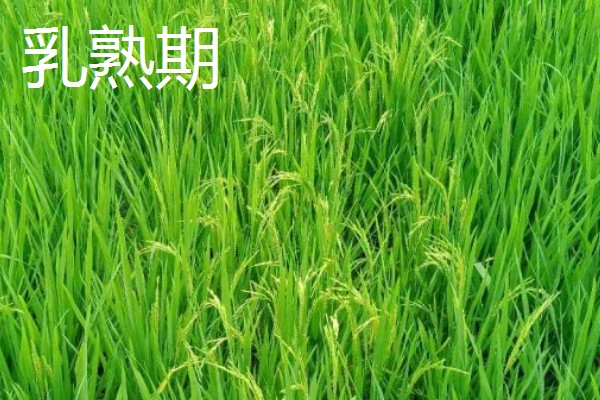 水稻稻粒的生长阶段，分为乳熟期、蜡熟期、完熟期、枯熟期