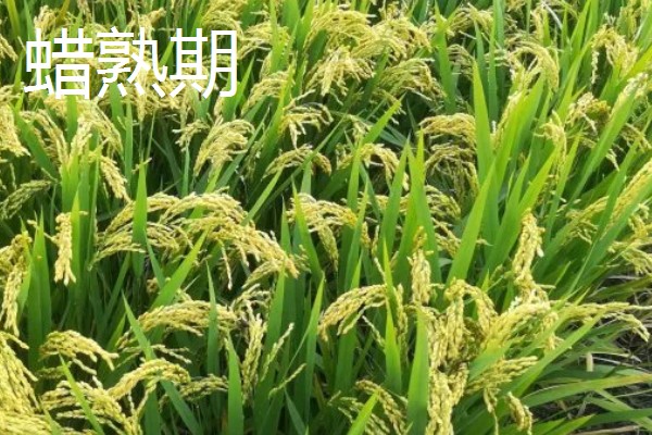 水稻稻粒的生长阶段，分为乳熟期、蜡熟期、完熟期、枯熟期