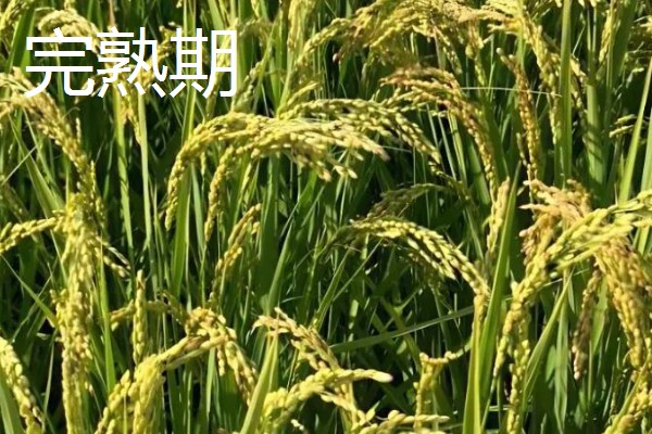 水稻稻粒的生长阶段，分为乳熟期、蜡熟期、完熟期、枯熟期