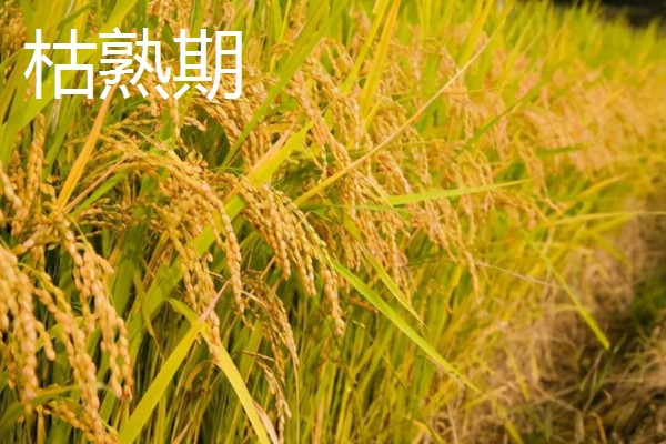 水稻稻粒的生长阶段，分为乳熟期、蜡熟期、完熟期、枯熟期