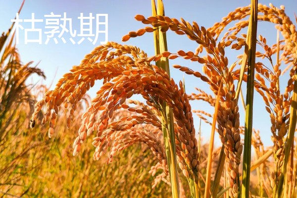 水稻稻粒的生长阶段，分为乳熟期、蜡熟期、完熟期、枯熟期