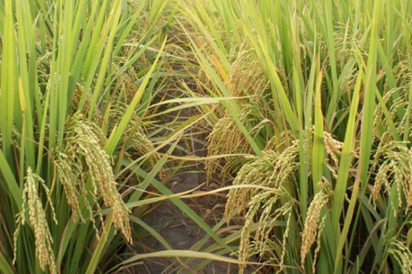 水稻稻粒的生长阶段，分为乳熟期、蜡熟期、完熟期、枯熟期