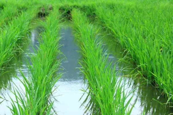 水稻稻粒的生长阶段，分为乳熟期、蜡熟期、完熟期、枯熟期