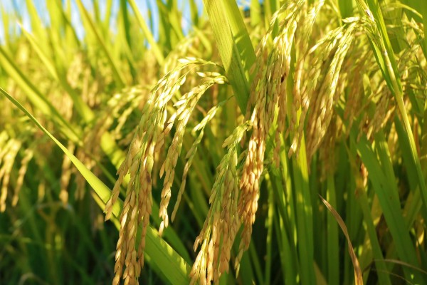 水稻稻粒的生长阶段，分为乳熟期、蜡熟期、完熟期、枯熟期