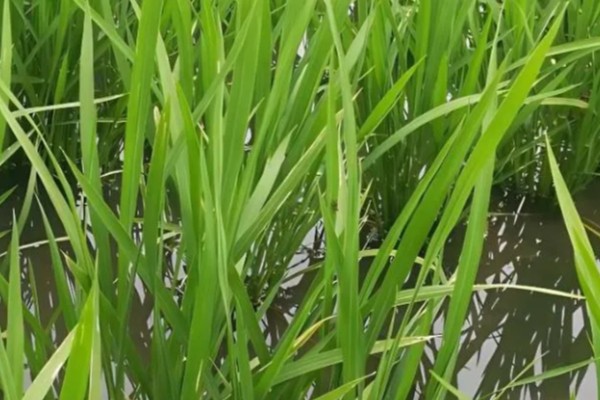 水稻稻粒的生长阶段，分为乳熟期、蜡熟期、完熟期、枯熟期