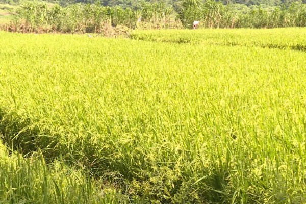 水稻稻粒的生长阶段，分为乳熟期、蜡熟期、完熟期、枯熟期