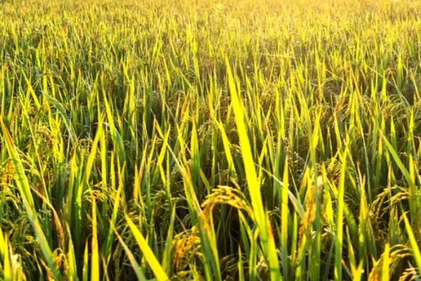 水稻稻粒的生长阶段，分为乳熟期、蜡熟期、完熟期、枯熟期