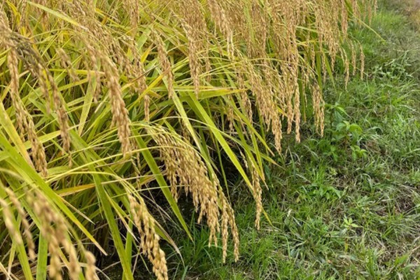 水稻稻粒的生长阶段，分为乳熟期、蜡熟期、完熟期、枯熟期