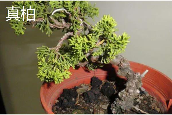 十大盆景名贵树种，有真柏、红枫等