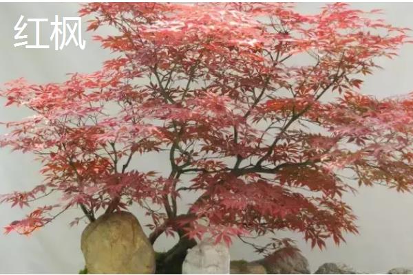 十大盆景名贵树种，有真柏、红枫等