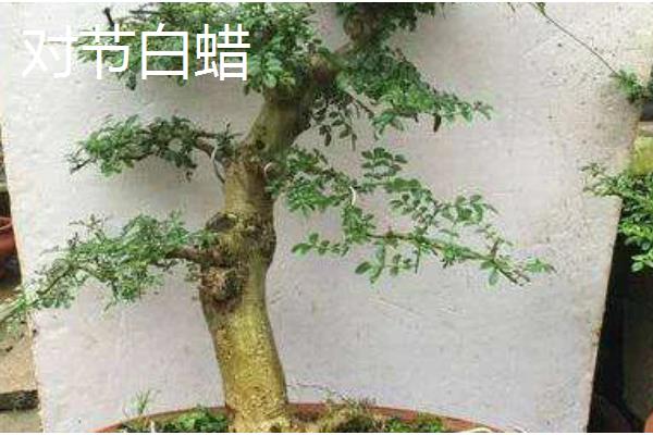 十大盆景名贵树种，有真柏、红枫等