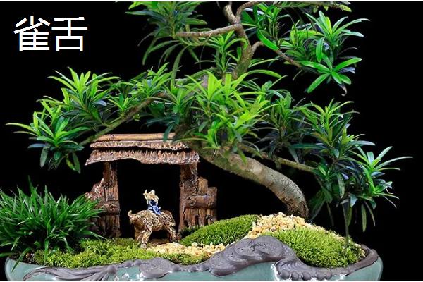 十大盆景名贵树种，有真柏、红枫等