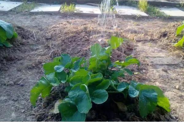 萝卜刚出苗要不要浇水，用喷雾的方式提供水分