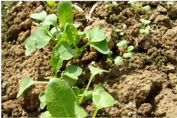 萝卜刚出苗要不要浇水，用喷雾的方式提供水分