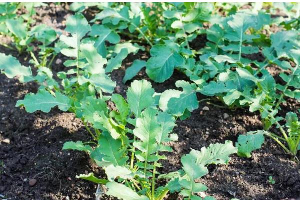 萝卜刚出苗要不要浇水，用喷雾的方式提供水分