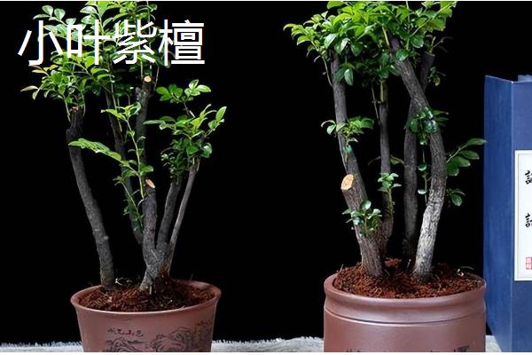 十大盆景名贵树种，有真柏、红枫等