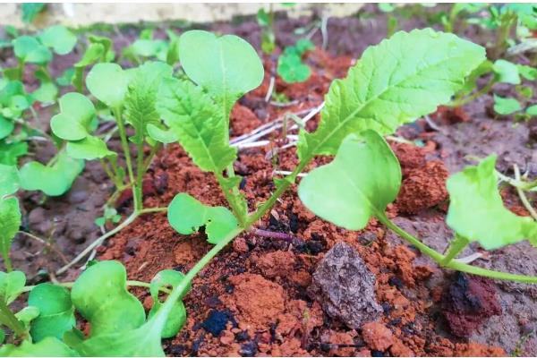 萝卜刚出苗要不要浇水，用喷雾的方式提供水分