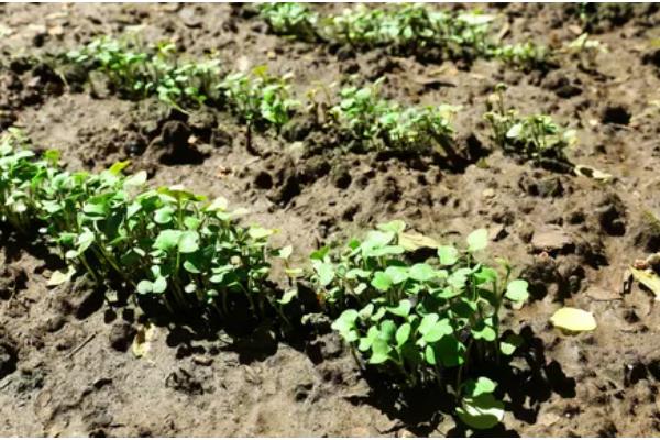 萝卜刚出苗要不要浇水，用喷雾的方式提供水分